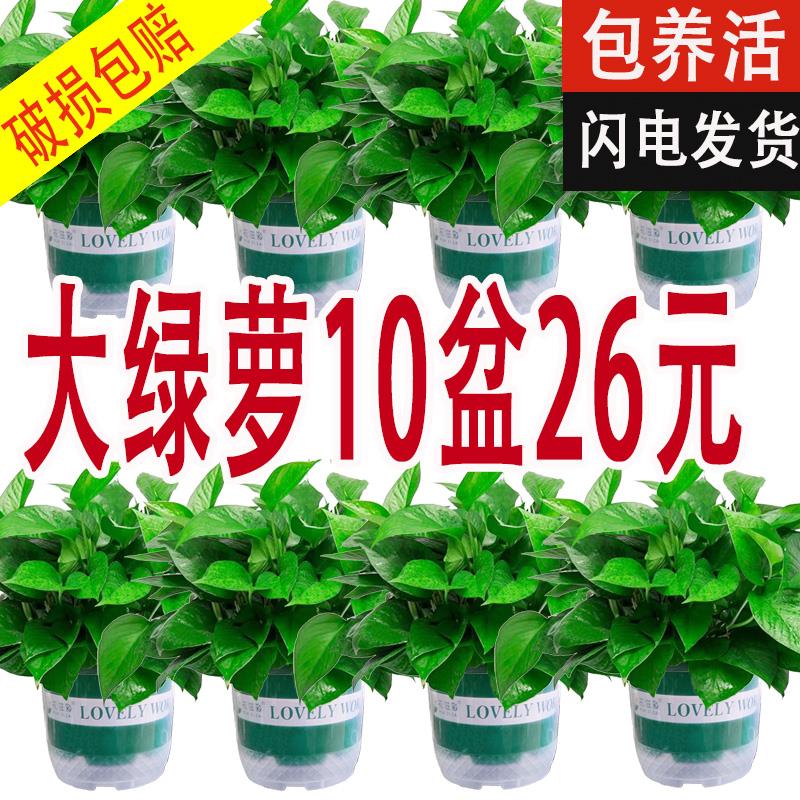 新鲜植物，基地发货