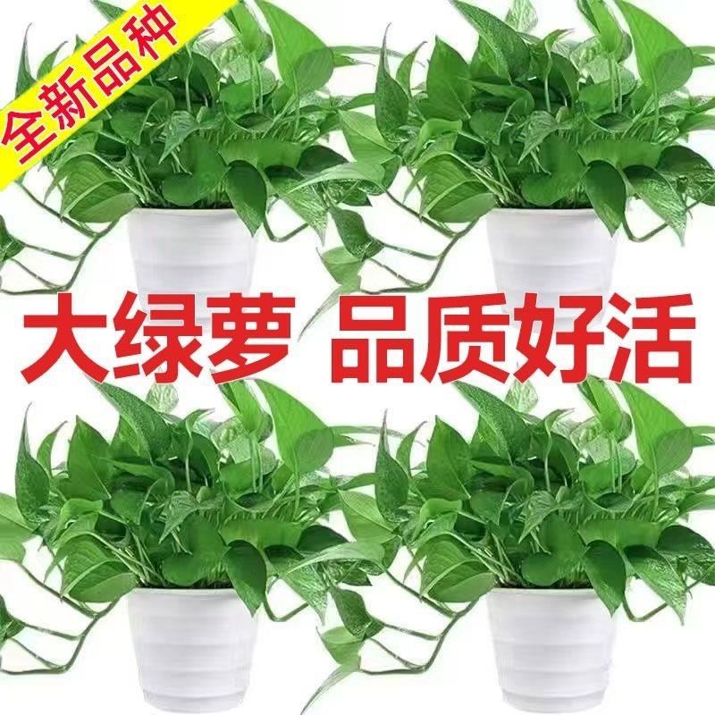 绿萝盆栽室内带土不带盆绿箩净化空气观叶植物吊兰水培土