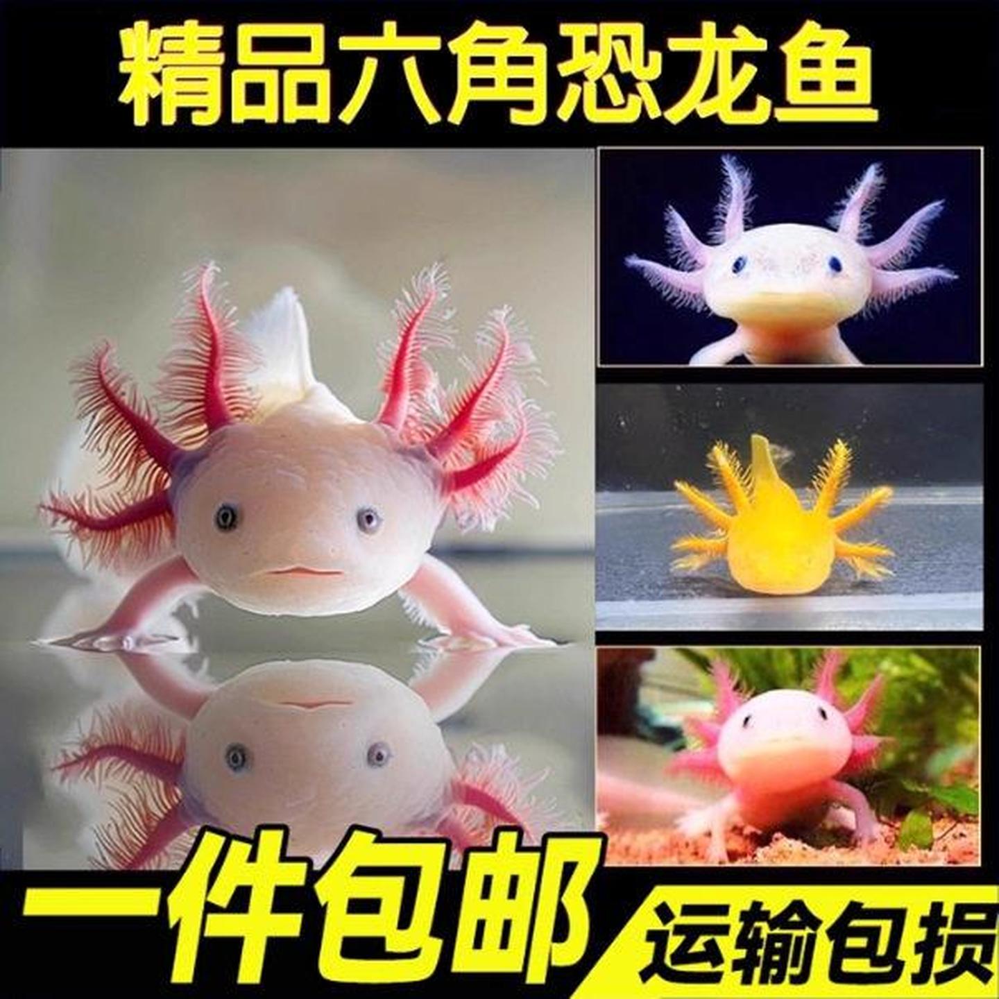 六角恐龙鱼冷水鱼鱼缸水族宠物活体淡水好养易活观赏网红鱼