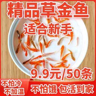 观赏鱼草金鱼活体锦鲤活鱼锦鲫小锦鲤龙睛红运当头冷水鱼饲料鱼