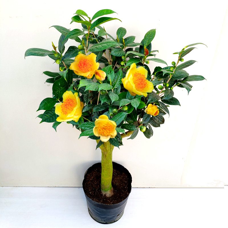 防城金花茶树苗黄遵金茶花四季阳台花卉盆栽好养室内绿植名贵精选