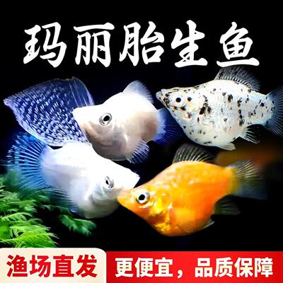 包邮除油膜玛丽鱼皮球鱼好养耐活观赏鱼活体易繁殖小型热带鱼混养