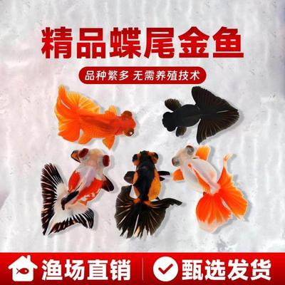 龙睛活鱼观赏鱼小型淡水耐活好养冷水鱼锦鲤泰狮蝶尾兰寿草金鱼苗