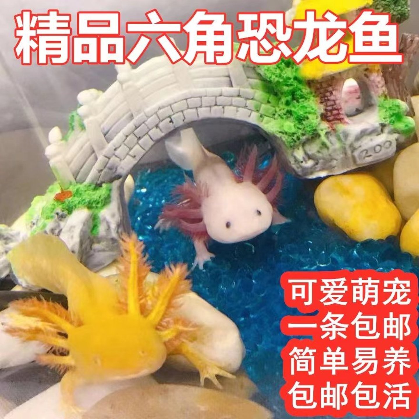 鱼之城六角恐龙可爱萌宠淡水冷水鱼观赏金鱼锦鲤鱼水族爬行宠物鱼
