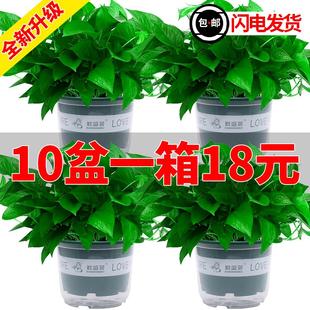 绿萝盆栽室内好养花卉绿植客厅水培植物大盆长藤垂吊大叶绿箩植物