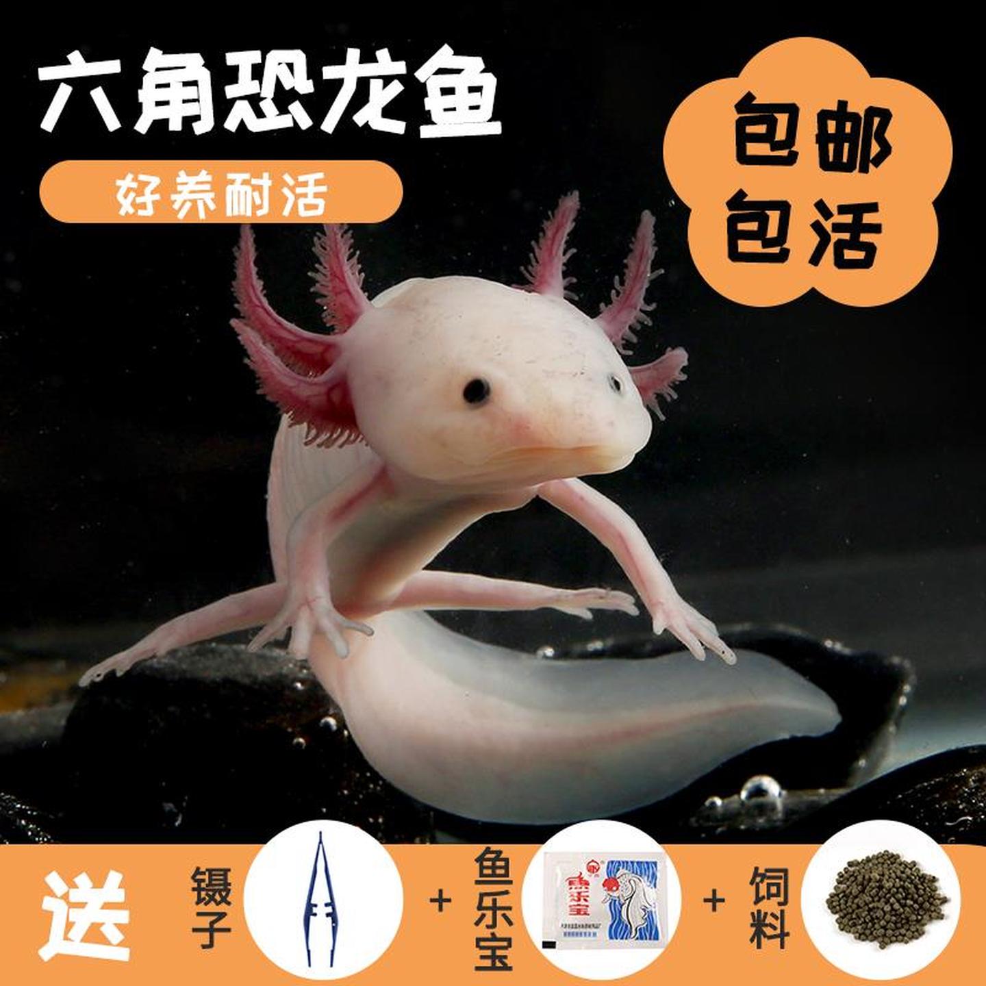 【包活】六角恐龙鱼活物冷水淡水鱼好养耐活金鱼锦鲤观赏鱼
