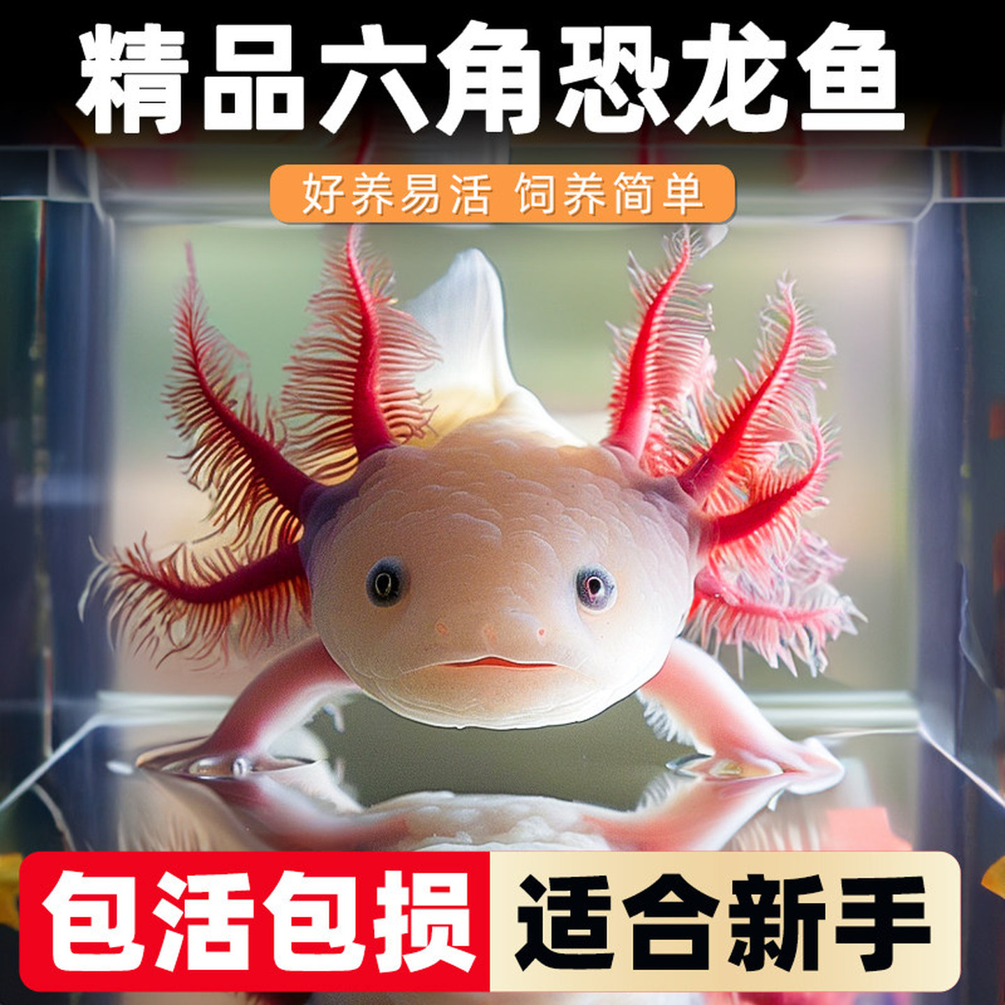 六角恐龙鱼冷水鱼观赏鱼美西螈活体六角龙淡水好养易活宠物鱼