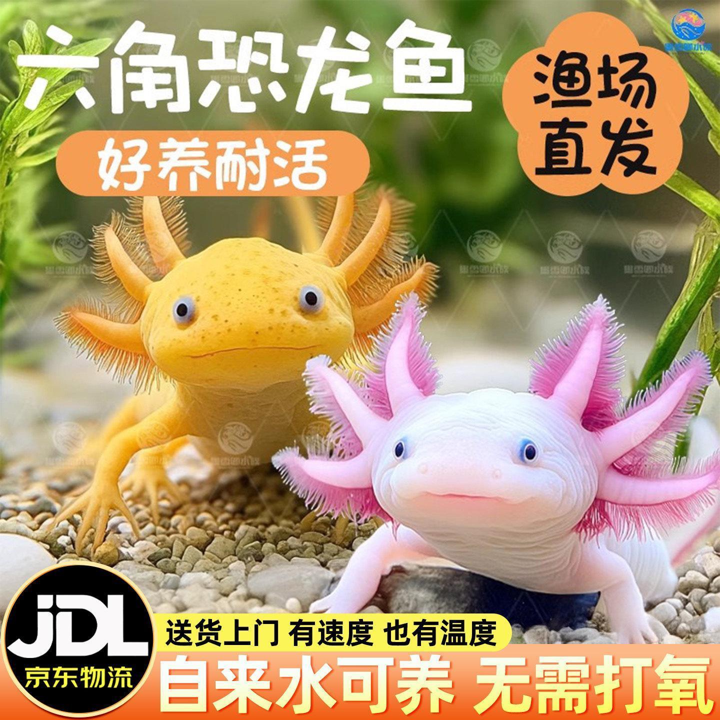 六角恐龙鱼宠物活鱼冷水鱼美西螈淡水好养耐活金鱼锦鲤观赏鱼