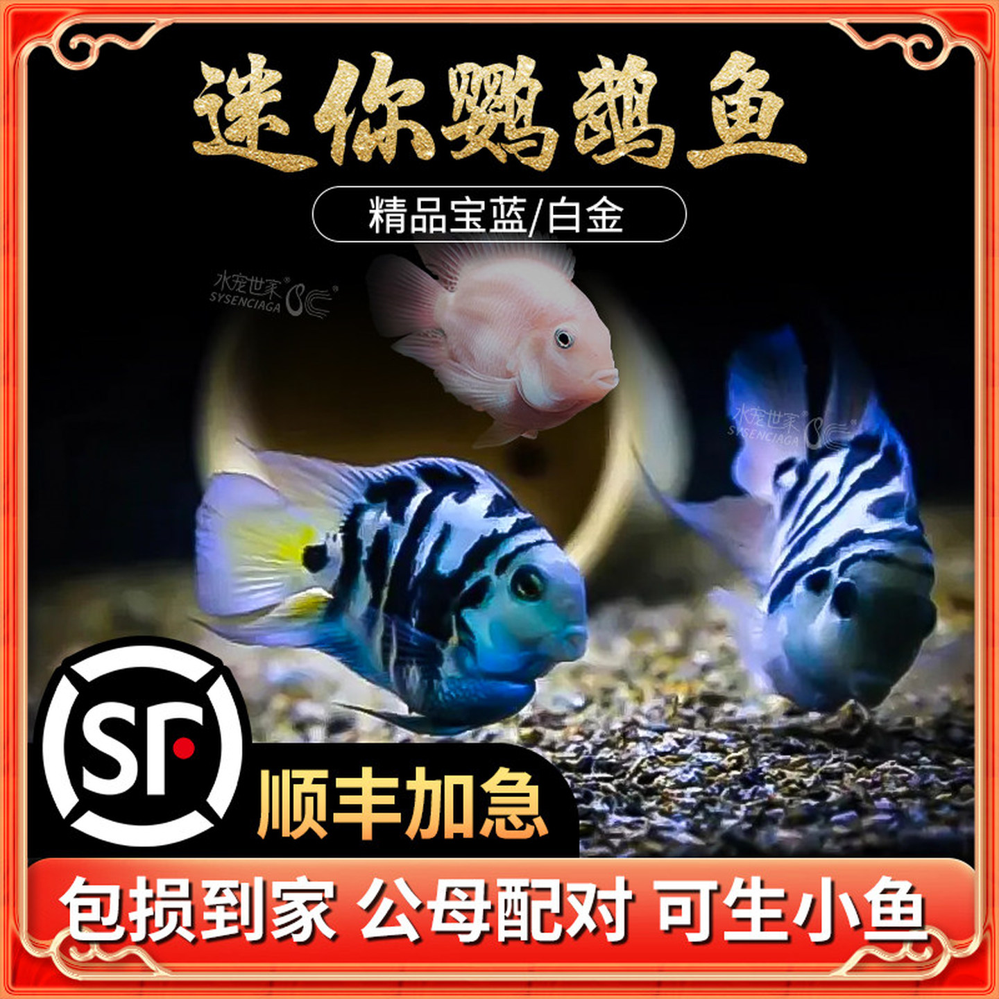 迷你鹦鹉鱼活体短鲷科鱼淡水观赏鱼宝蓝鹦鹉白化鹦鹉金波子蓝波子