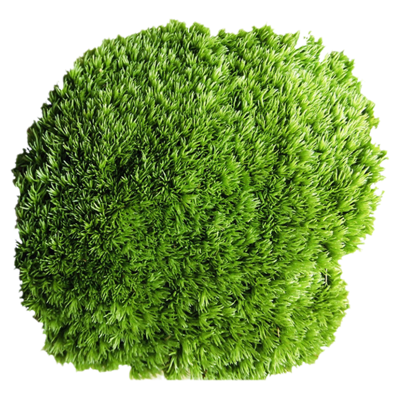 青苔鲜活兰花铺面造景盆栽乌龟