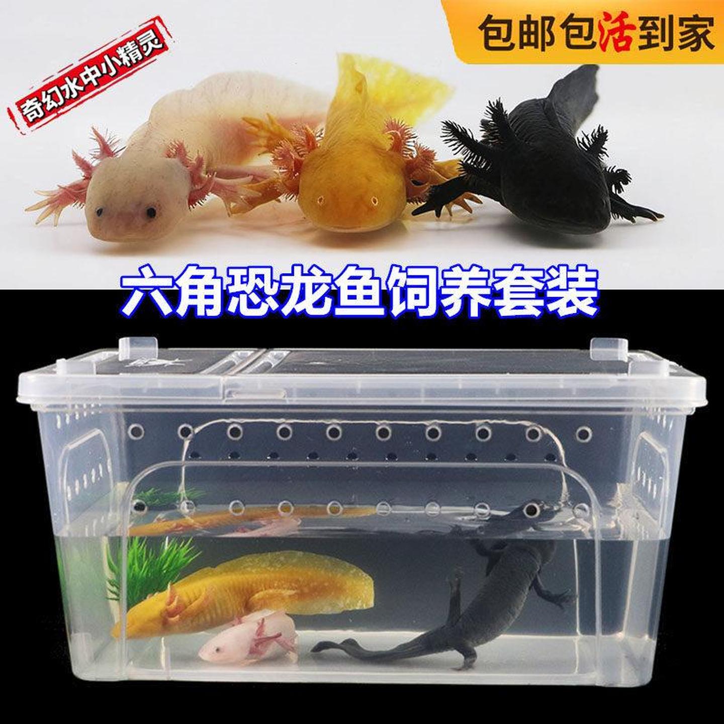 六角恐龙鱼活体宠物鱼冷水鱼鱼缸饲料儿童宠物六角龙饲养用品