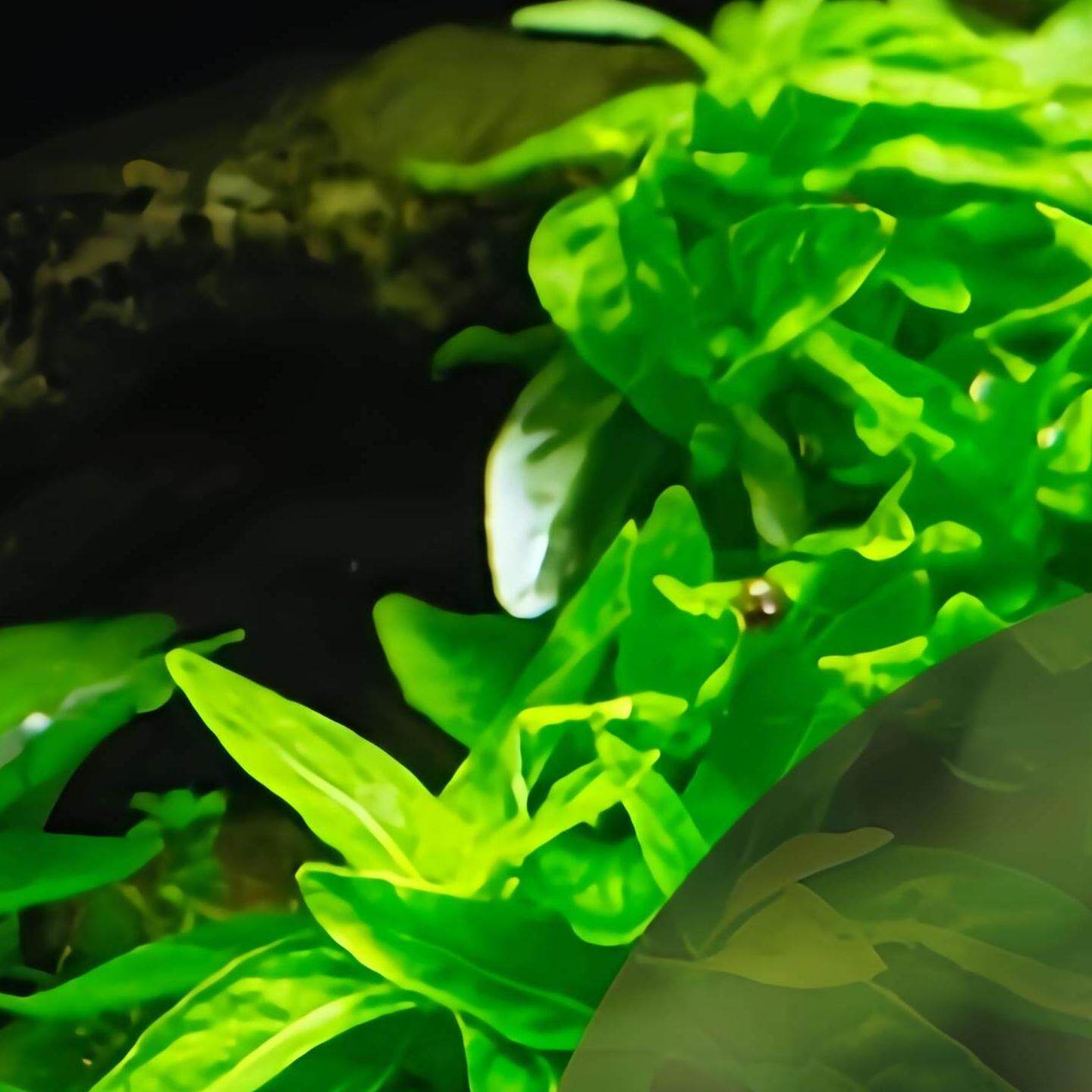 黑壳虾活体鱼缸除藻虾水草缸清洁虾河虾清洁观赏虾米工具观赏草虾