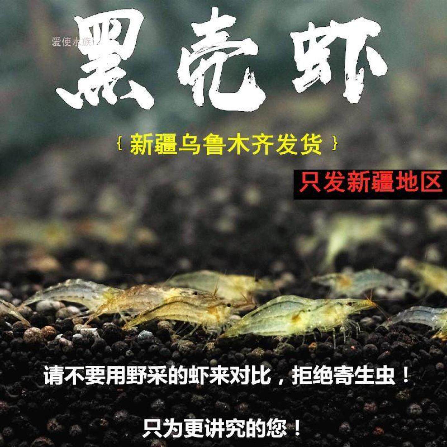 黑壳虾活体虾米除藻虾河虾观赏水草虾淡水虾鱼缸宠物透明虾新疆乌