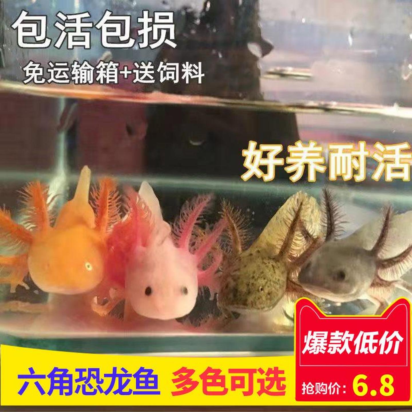 淡水冷水鱼六角恐龙鱼观赏鱼金鱼宠物鱼苗锦鲤鱼水族爬行宠物鱼