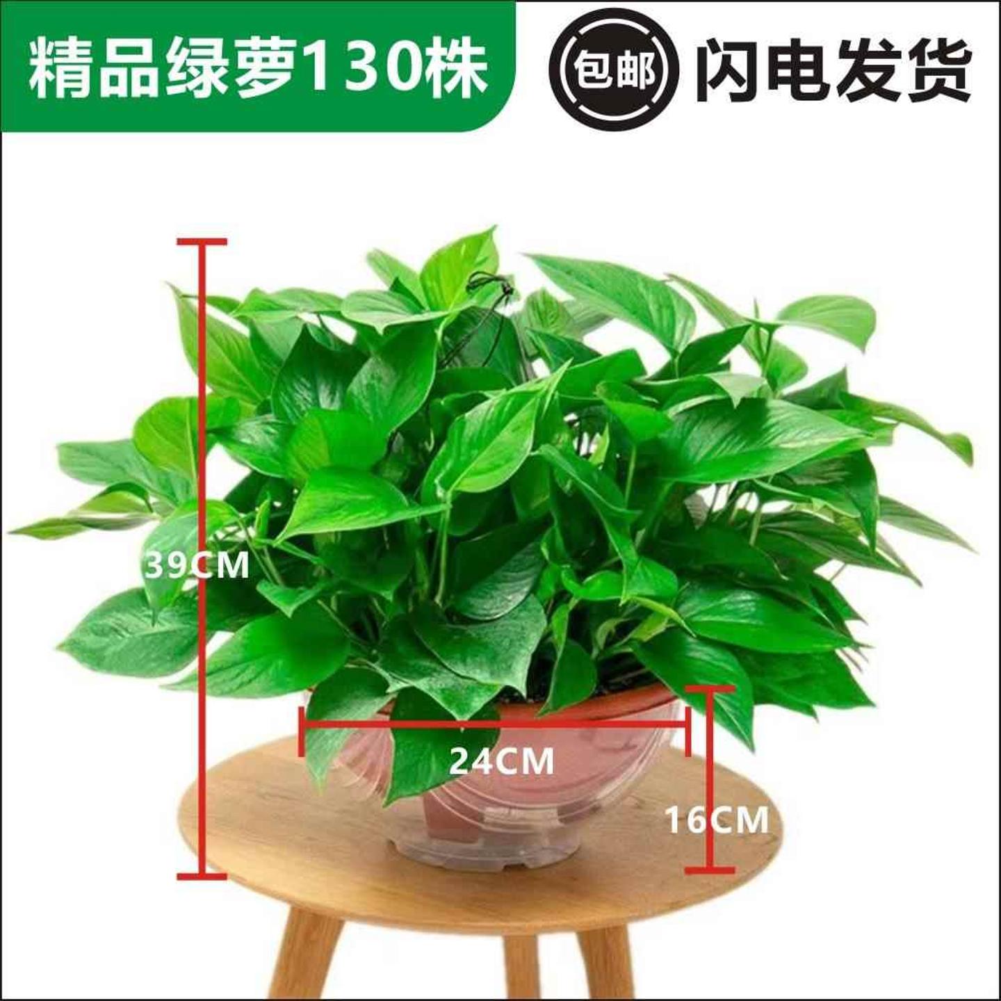 新鲜植物，基地发货