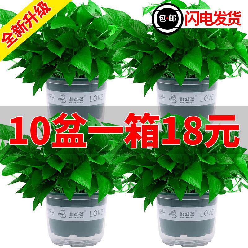 新房家用绿萝室内盆栽长藤垂吊大叶绿箩水培植物净化空气