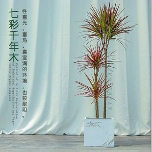 七彩铁千年木花卉盆栽三色龙血树龙须树吸除甲醛净化空气绿植物