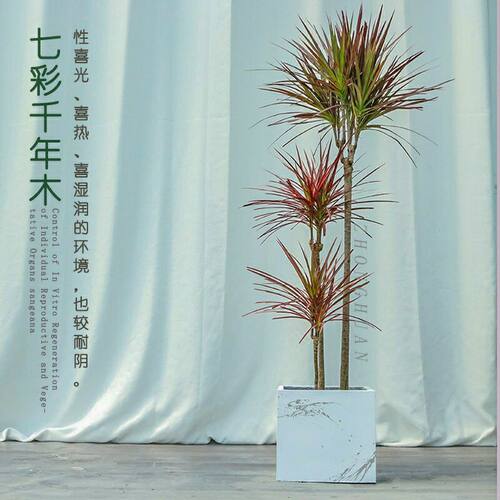 七彩铁千年木花卉盆栽三色龙血树龙须树吸除甲醛净化空气绿植物
