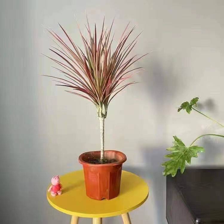 七彩铁千年木可水培四季七彩马尾铁红竹盆栽观叶花植物树苗室内