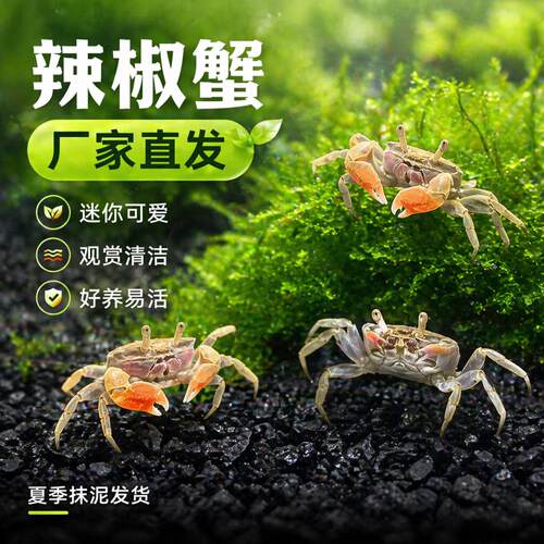 宿舍可爱迷你小小蟹淡水宠物辣椒蟹易养活萌宠孩子礼物爬宠螃蟹观