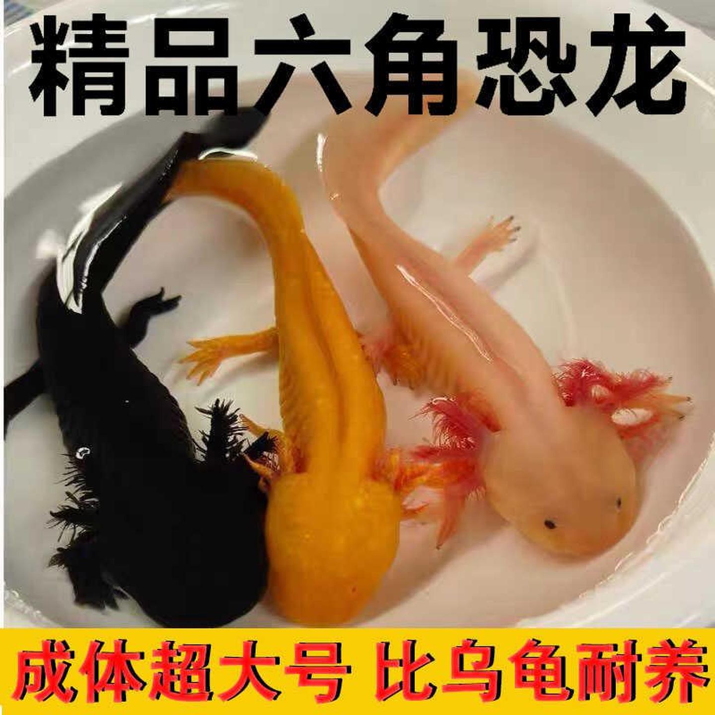 六角恐龙鱼宠物娃娃鱼观赏鱼6角四角恐龙大号变异美西螈冷水
