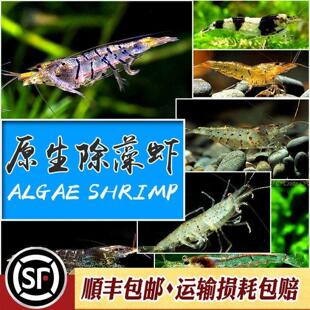 原生除藻虾淡水工具虾黑壳大河藻红鼻虾秀丽白水晶虎纹蜜蜂虾活体
