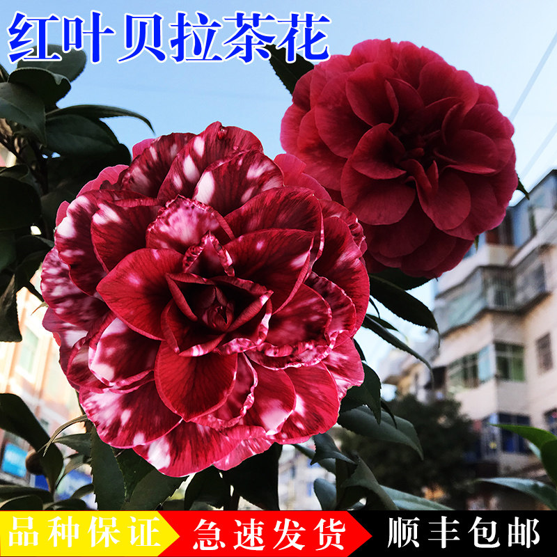 黑贝拉纯色红叶贝拉茶花苗金华美女茶花树苗室内客厅阳台庭院好养