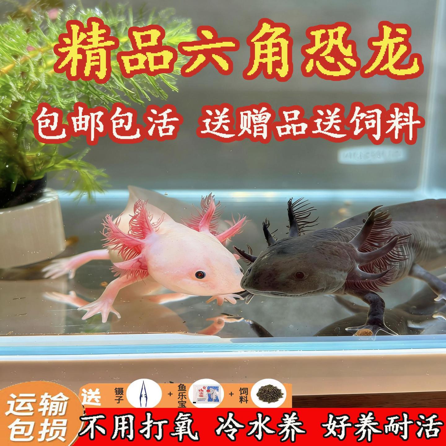 六角恐龙鱼冷水养宠物鱼美西螈活体好养活六角龙鱼淡水观赏鱼