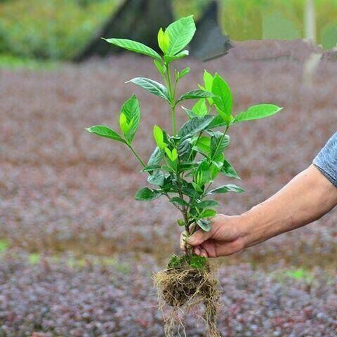 栀子花四季开花价格实惠开花很香