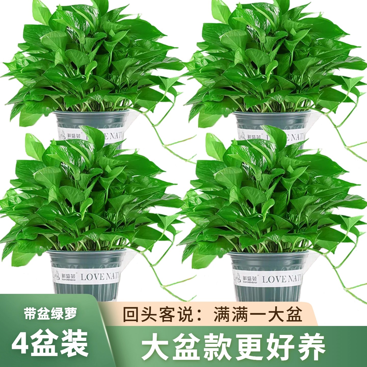 黄金葛大盆栽花卉室内净化空气新房好养水培长藤垂吊大叶黄金葛植