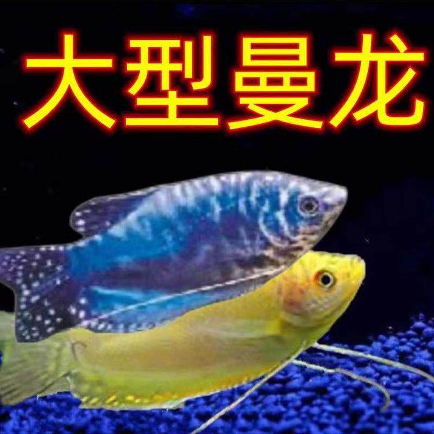 特大号曼龙鱼公母随机鱼清除蛋白虫丽丽活体观赏鱼好养耐活养易活图片