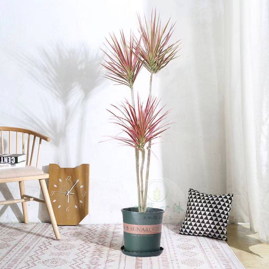 网红水培七彩铁五彩千年木水养好养绿植室内桌摆四季常青水生花卉