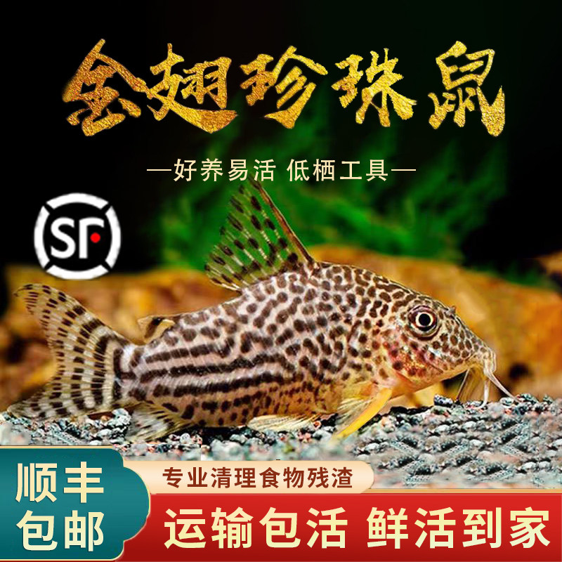 金翅珍珠鼠鱼黄翅清道夫底层清理残渣除藻黄翅工具观赏鱼顺丰包邮,宠物/宠物食品及用品,鱼,淘宝优惠券,粉丝福利购,淘宝优惠卷