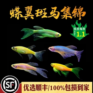 套餐 长尾蝶翼斑马大帆皮实好养翡翠绿龙凤观赏小型热带鱼顺丰