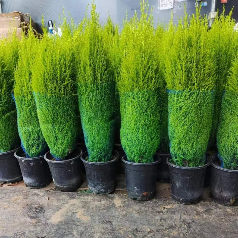 带好养耐寒庭院香松香味四季常青树苗圣诞树松柏柠檬味盆栽植物小