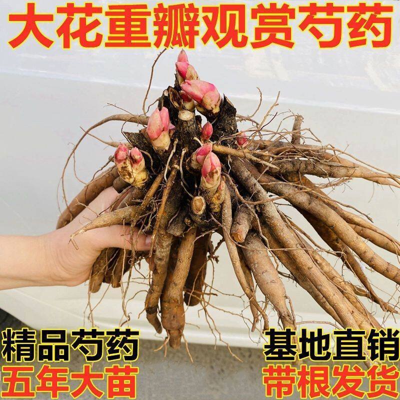 正宗菏泽观赏芍药花苗重瓣大苗根块带芽发货四季盆栽庭院山东耐寒