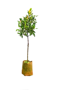 黄金山竹树苗带果庭院盆栽