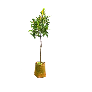 黄金山竹树苗带果庭院盆栽地栽水果树果苗南北方耐寒四季种植嫁接