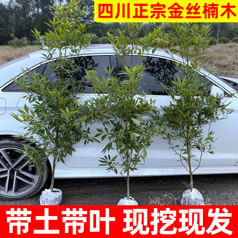 金丝楠木树苗正宗四川小叶