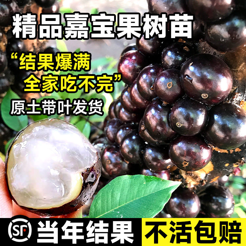 四季嘉宝果树苗沙巴艾斯卡葡图片