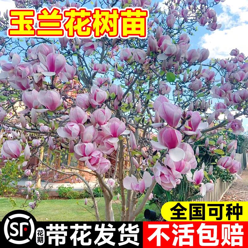 玉兰花树苗期带苞盆栽紫红