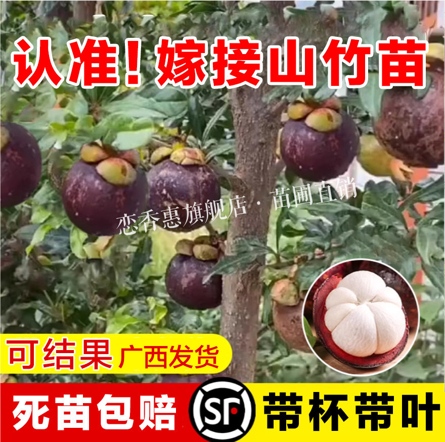 黄金山竹树苗带果庭院盆栽地栽水果树果苗南北方耐寒四季种植嫁接