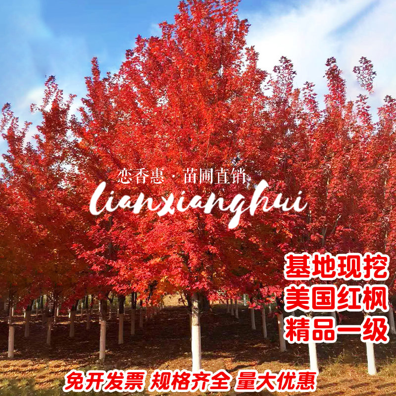 红枫树苗日本红枫绿化庭院图片