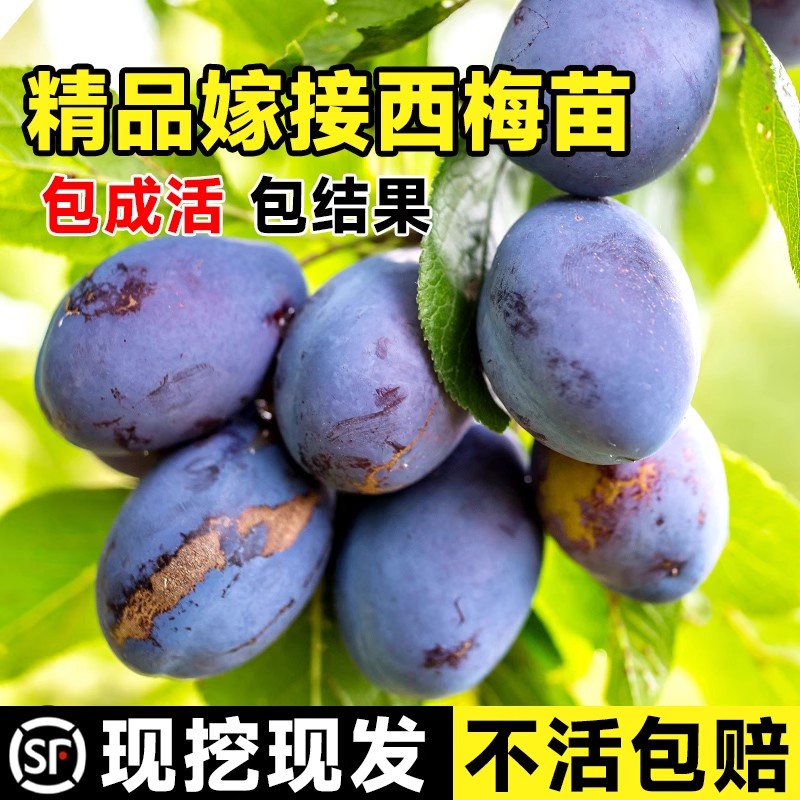 西梅树苗庭院果南方北种植绿图片