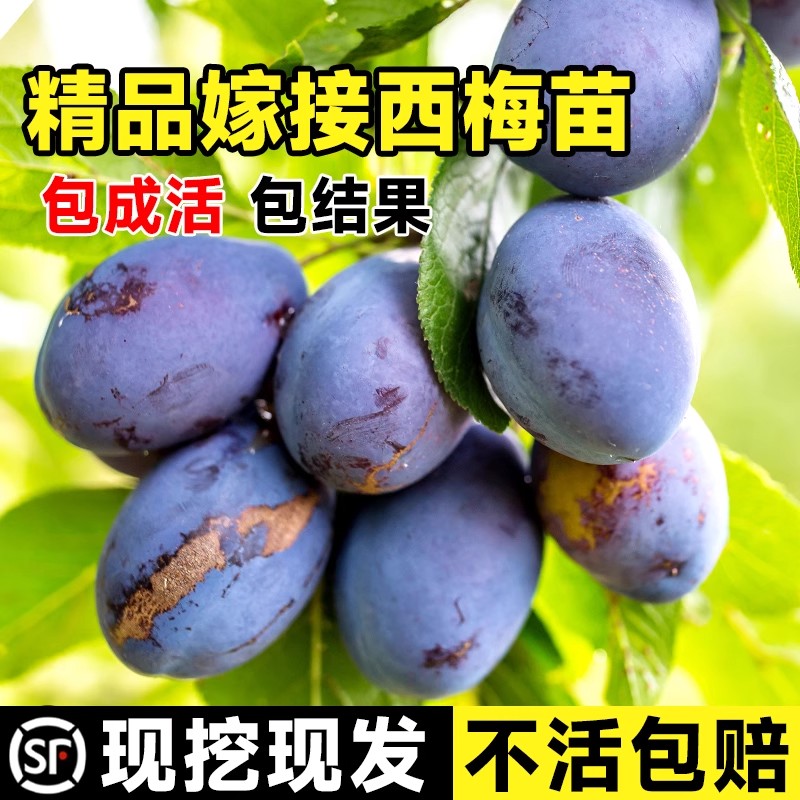 西梅树苗庭院果南方北种植绿