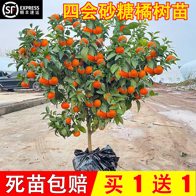 广西嫁接砂糖桔子树苗室内图片