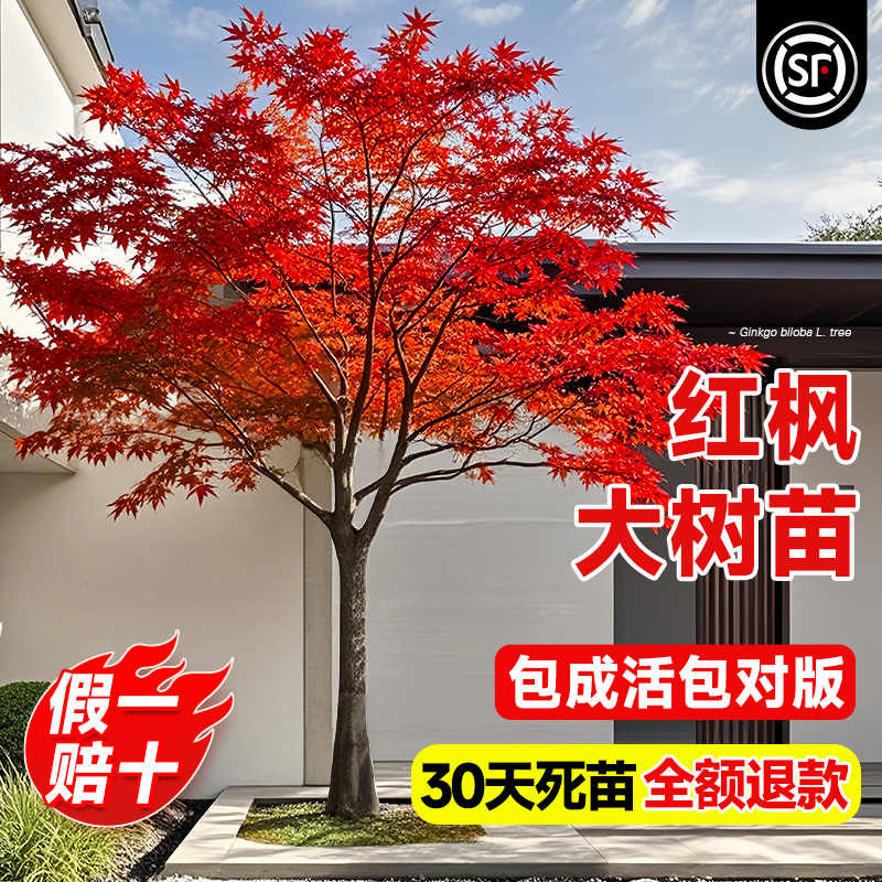 红枫树苗四季红日本红舞姬盆栽盆景三季红枫大树园林绿化植物庭院图片