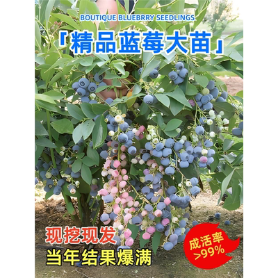 蓝莓苗盆栽树果北方南种植