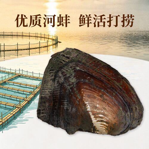 浮白珠宝淡水珍珠爱迪生珍珠养殖蚌直播活体现开diy珍珠裸珠开蚌