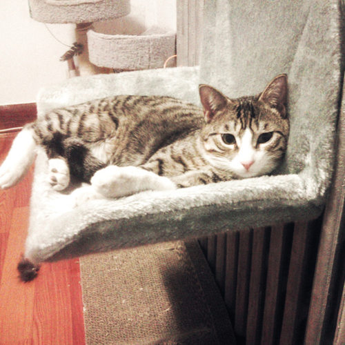 四季通用晒太阳悬挂式猫吊床